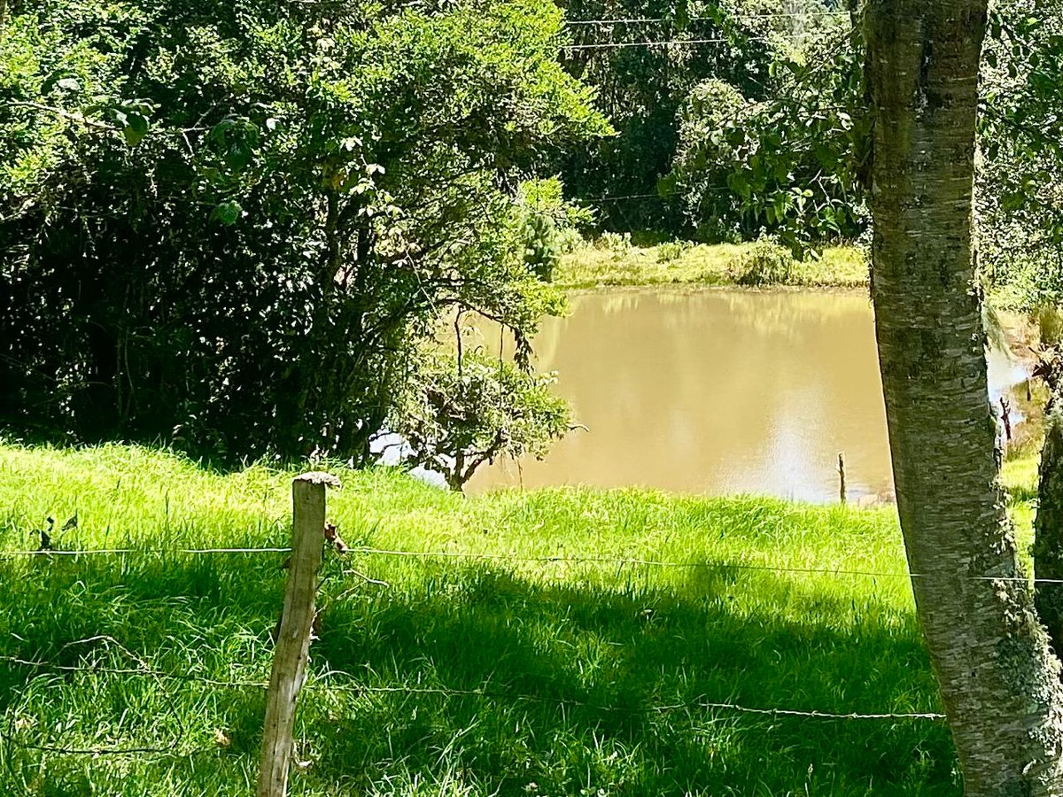 PL_Chiquinquira's tweet photo. 💧🌱 Los nacimientos de agua son la fuente vital que sostiene ecosistemas y comunidades. Su conservación es clave para garantizar un futuro sostenible.
@fedegan_col @fedegan_fng_soata @jf_lafaurie #CuidadoDelAgua #EcosistemasVivos #FuenteDeVida https://t.co/Rxfuc3Obcw