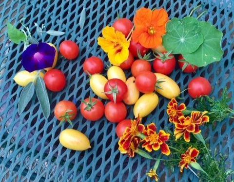 ShantigarORG's tweet photo. Harvest - https://t.co/uRhCP4gdRQ https://t.co/4lRizQtVRa
