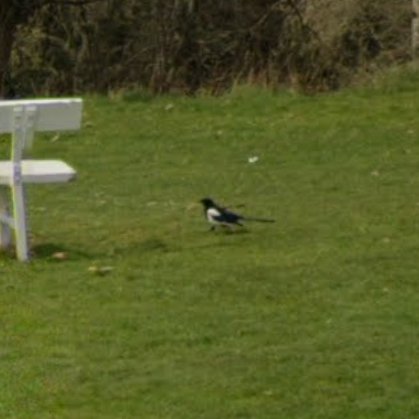 Animals of Street View (Ireland) tweet media