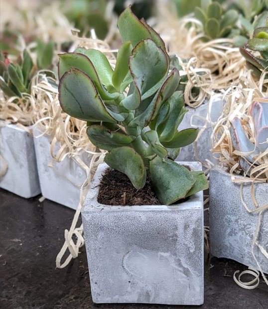 woodblockpress's tweet photo. 🌵Sumptuous Succulents- the perfect desk mates!🌵

Plants are such a great way to transform your working space and we think this sublime selection of succulents does this very well! https://t.co/7ZhbmUFFEI
