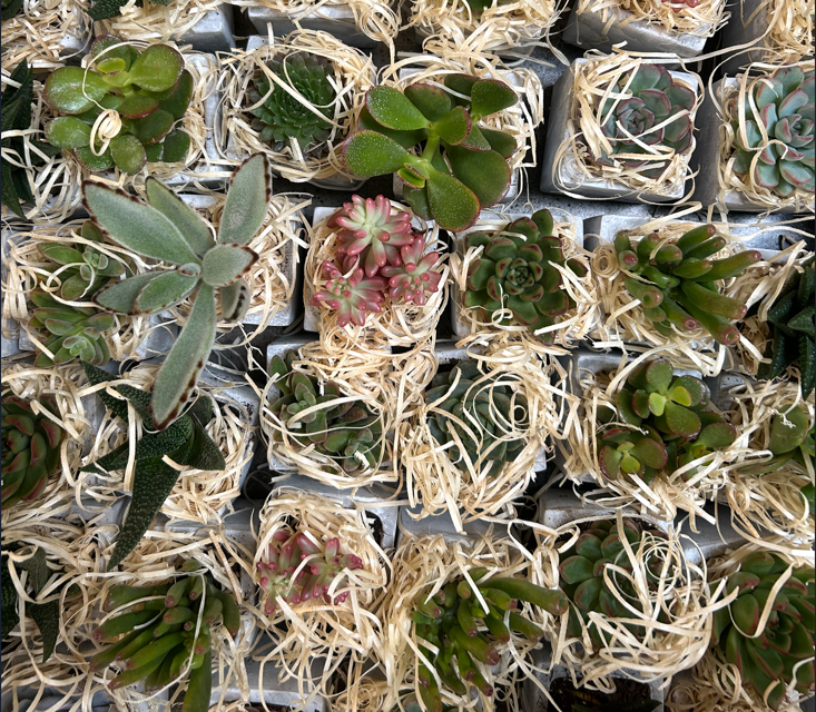 woodblockpress's tweet photo. 🌵Sumptuous Succulents- the perfect desk mates!🌵

Plants are such a great way to transform your working space and we think this sublime selection of succulents does this very well! https://t.co/7ZhbmUFFEI
