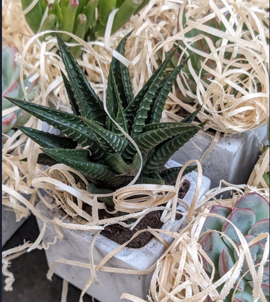 woodblockpress's tweet photo. 🌵Sumptuous Succulents- the perfect desk mates!🌵

Plants are such a great way to transform your working space and we think this sublime selection of succulents does this very well! https://t.co/7ZhbmUFFEI