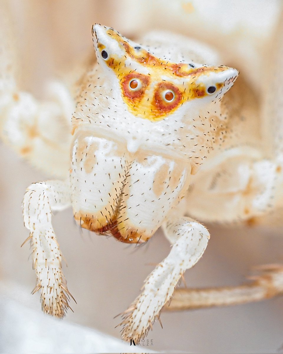 JoseAlzaDsn's tweet photo. This beautiful masked superheroine is protecting her egg sac day and night, without even feeding herself. Once the eggs hatch, the female will have achieved her goal and will die.
•
🕷️ Thomisus onustus
IG: jose.alza.dsn

#spider #wildlifephotography #wildlife #jjk271 #TLOUDay https://t.co/Qd9piu2VsZ