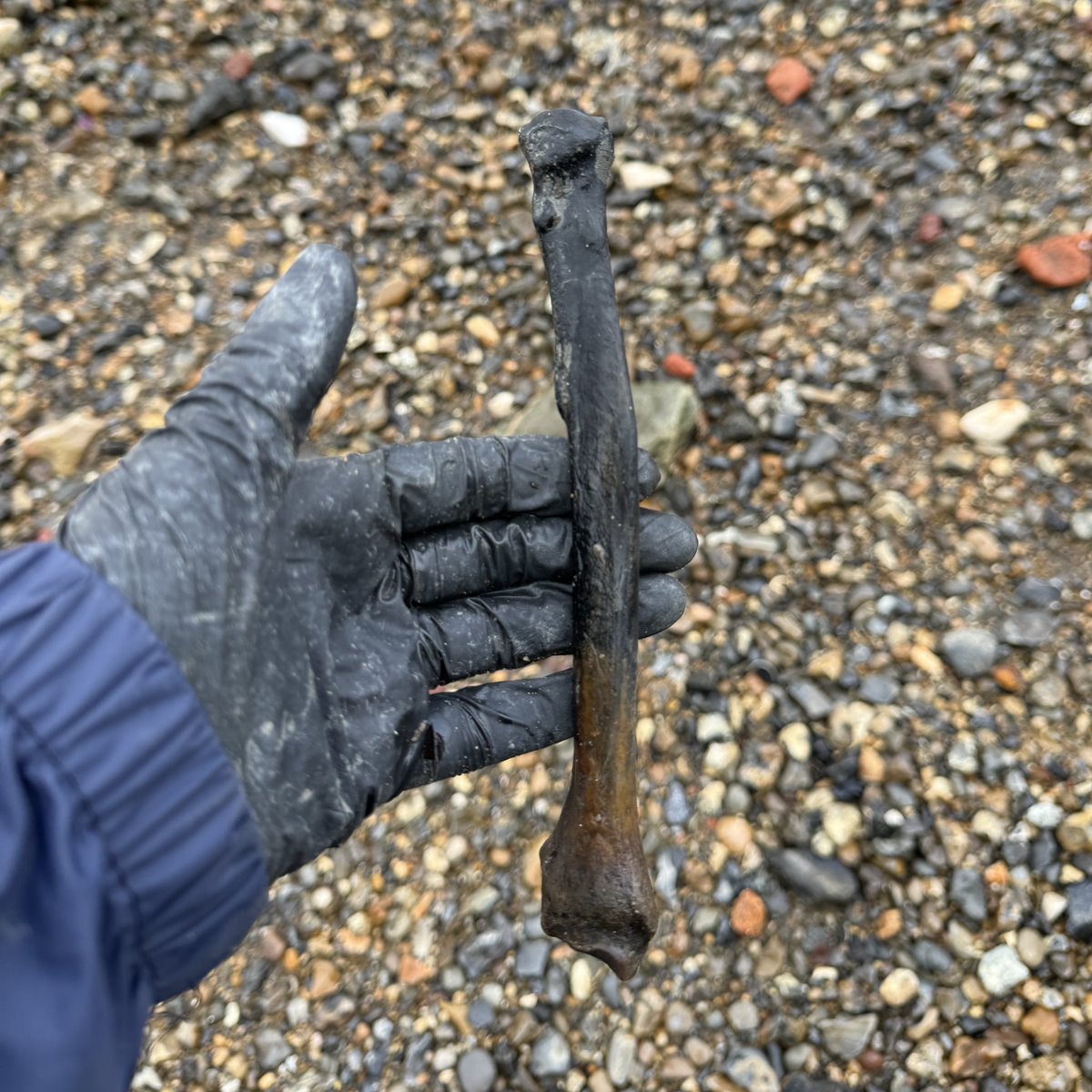 Lara Maiklem FSA - The London Mudlark tweet media