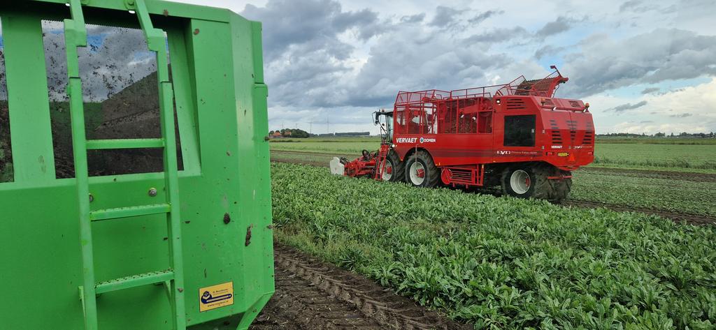 <a href="/SensusAgro/">Sensus Agro</a>, <a href="/oomenbv/">Oomen</a> cichorei oogst tussen de buien door gaat prima! Opbrengst gaat helaas tegen vallen. Wortels zijn nog te klein.