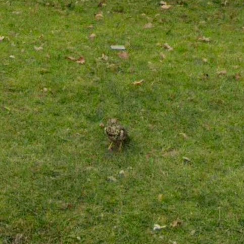 Animals of Street View (Ireland) tweet media