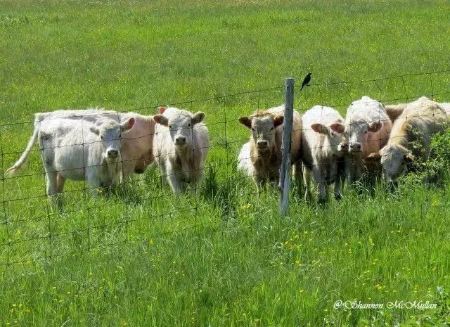 Warm welcomes from everyone for everyone on Manitoulin Island! Let us welcome you! buff.ly/3zlcugn #travel #Manitoulin #exploremanitoulin #manitoulinmagic