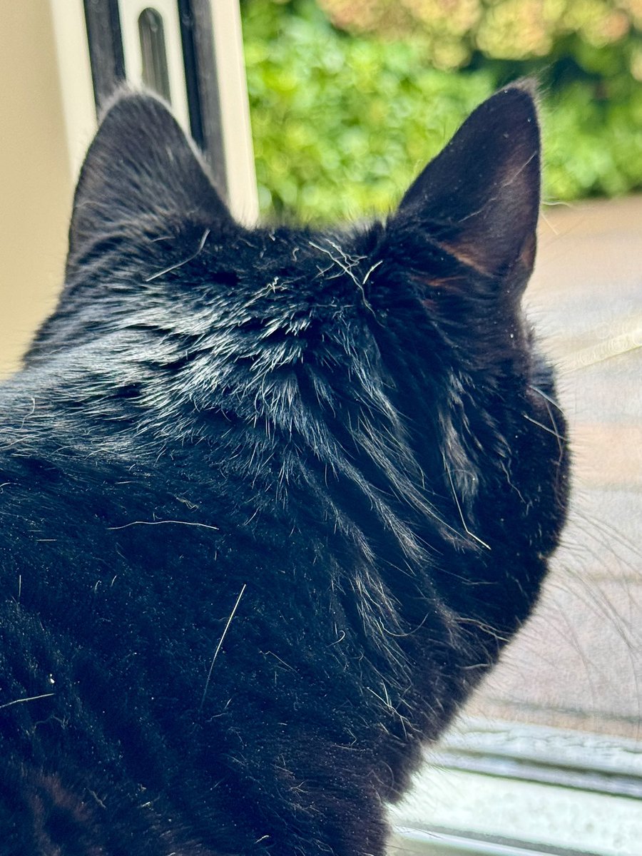 Bollie: fijn dat je de deur openzet, maar het regent! #kattenoppas