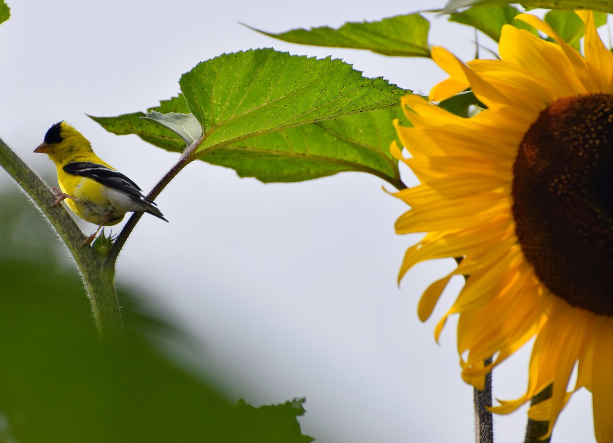 What affinity is it brings the goldfinch to the sunflower - both yellow - to pick its seeds? ...
What a broad and loaded, bounteously filled platter of food is presented this bon-vivant!
-Henry David Thoreau
September 2nd, 1851
#birds #Goldfinch #Sunflower #Ottawa #StormHour