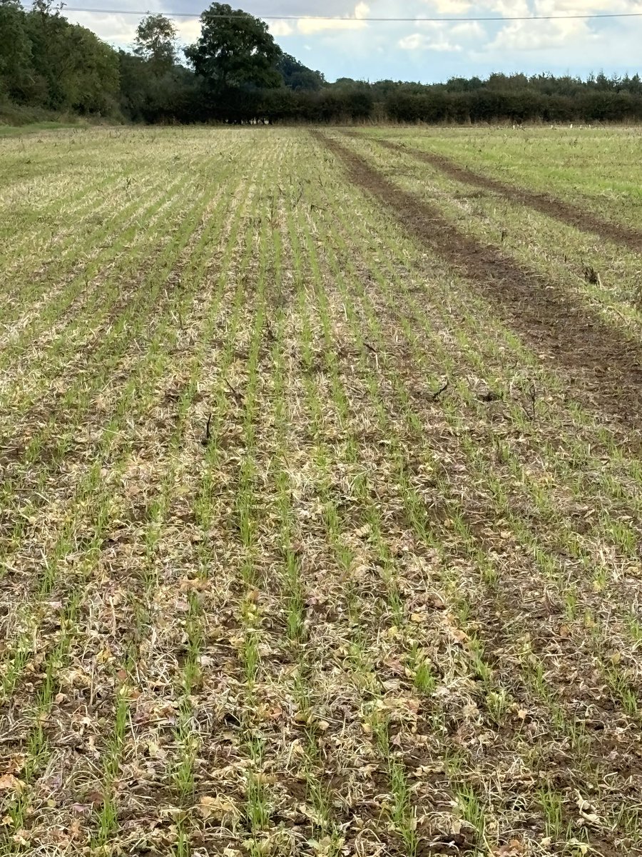 ALEXJAS's tweet photo. @Weaving_Mach GD drilled Bamford @Elsomsseeds winter wheat drilled two weeks ago https://t.co/I4Si5ridVv