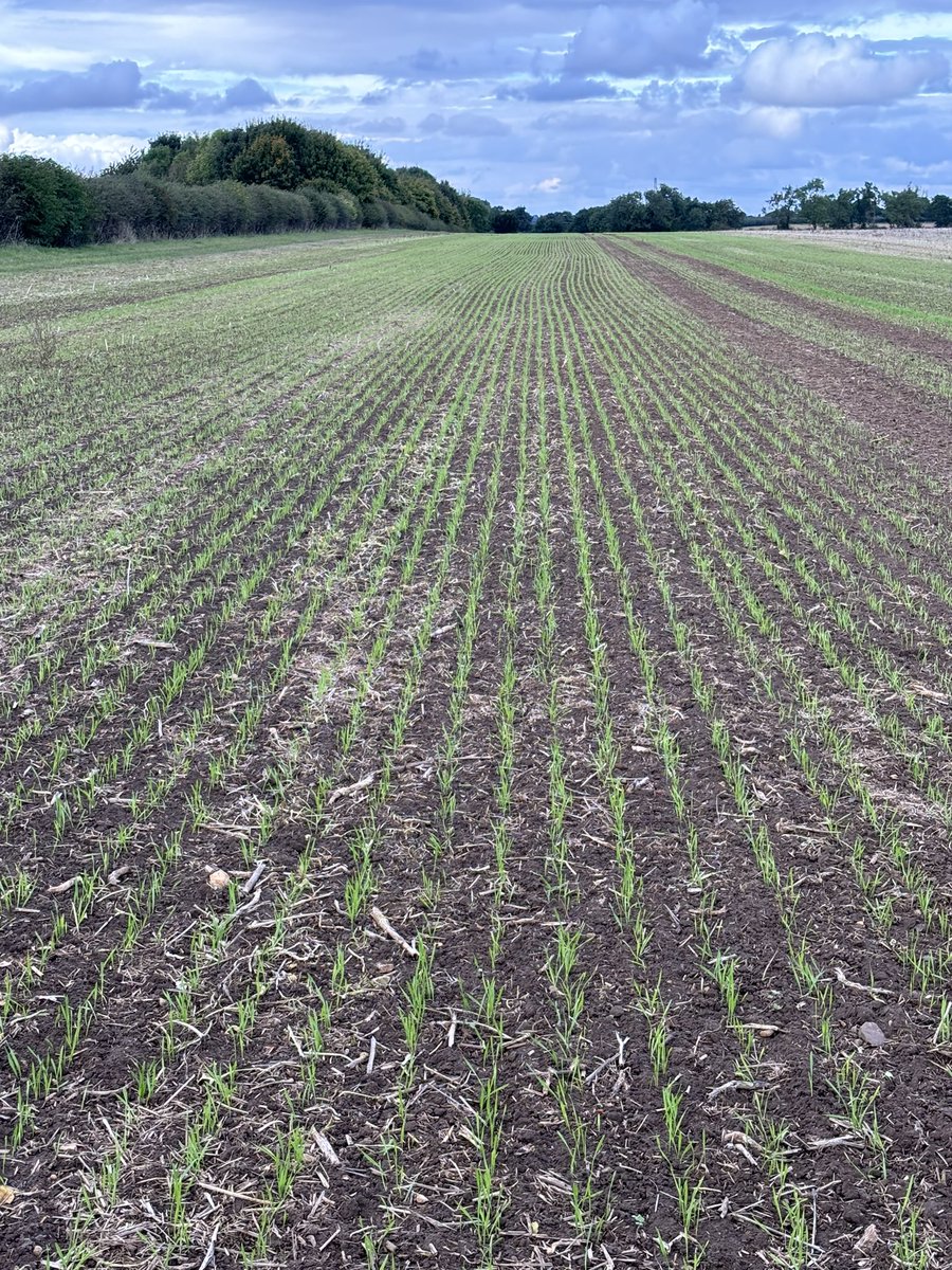 ALEXJAS's tweet photo. @Weaving_Mach GD drilled Bamford @Elsomsseeds winter wheat drilled two weeks ago https://t.co/I4Si5ridVv