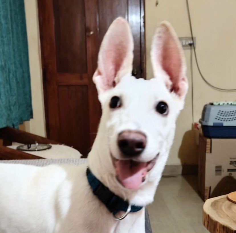 GitanjaliDas89's tweet photo. #Bengaluru 0 adoption leads for Snowflake, even though he has somehow gotten even cuter than he was a few days ago. Pls do share so this post reaches potential adopters 🥺 #India #adoptdontshop https://t.co/OEz8xCldJb