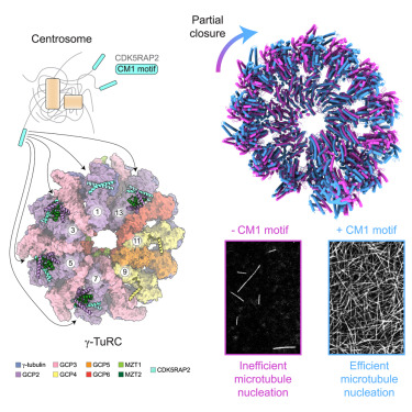 Our work on the regulation of the gamma-tubulin ring complex is now online <a href="/Dev_Cell/">Developmental Cell</a>! Huge congratulations to all co-authors involved! Open access link to the paper: cell.com/developmental-…