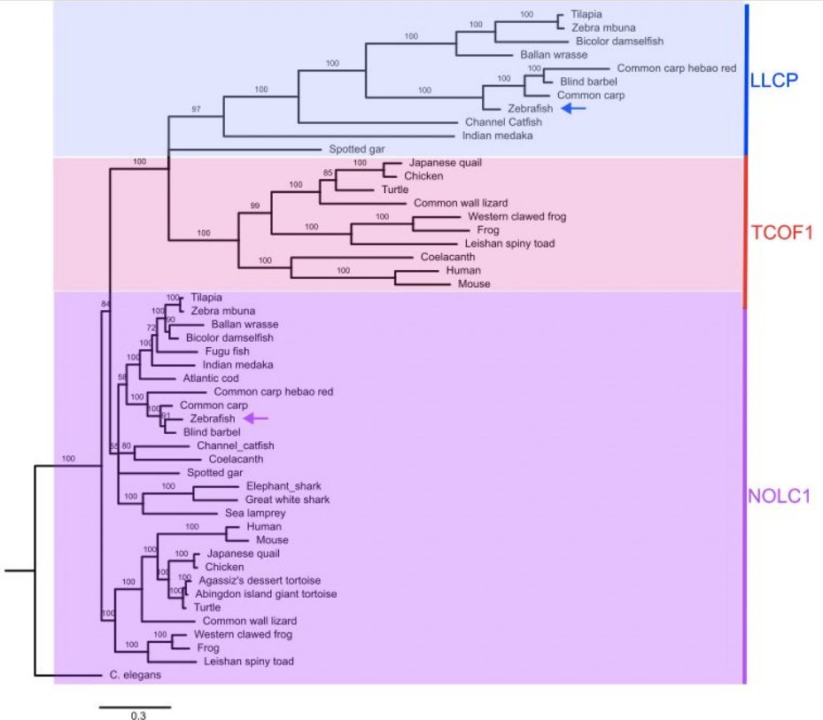 DevLab101's tweet photo. 🐟In zebrafish, the functions attributed to TCOF1 and NOLC1 are carried out by a single gene, nolc1.
🌳 Our phylogenetic tree shows that TCOF1 orthologues are mostly restricted to tetrapods. https://t.co/6hFtTDGgli