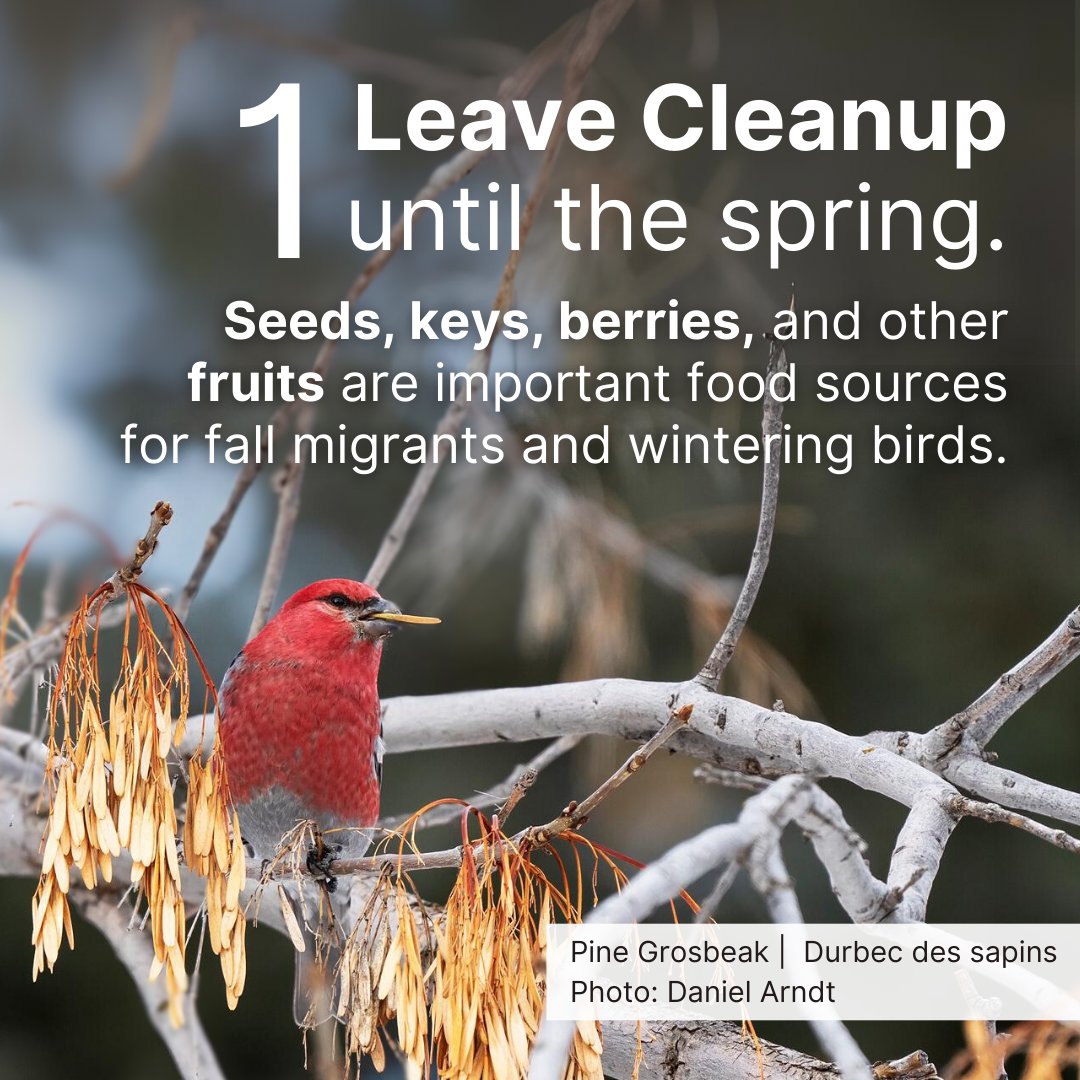 Birds Canada tweet media