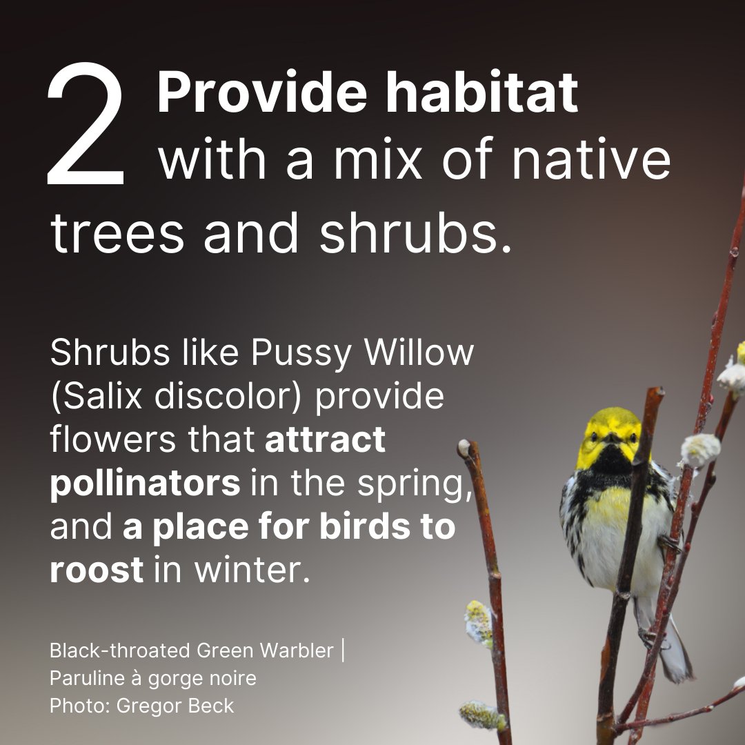 Birds Canada tweet media