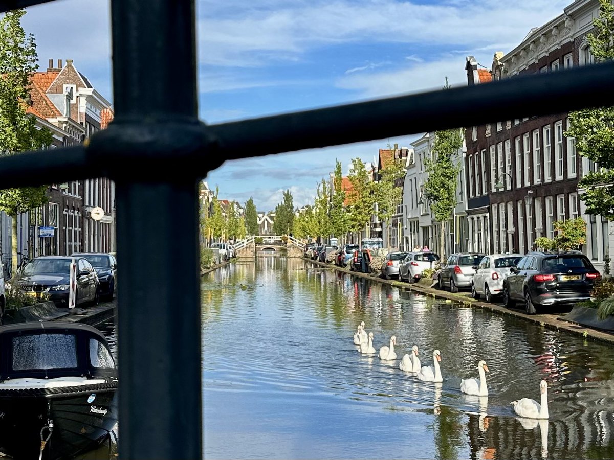 Het Goudse zwanenmeer. 
(en ja het water hoort zo hoog te staan) #gouda
