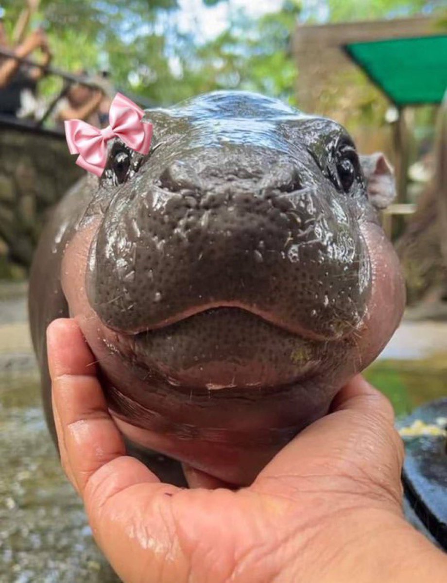 grafologyweb3's tweet photo. 🚨 Big Win Alert!🚨

We just printed an incredible 150% gain on the Cutes Hippo! 🦛💥

Check it out here:  
👉https://t.co/qzWZMewjxk

Massive profits like this don’t come often—stay tuned for more opportunities! 🚀

$MOODENG

#CryptoTrading #Solana #150Percent #GRAFOLOGY #Profit #CutesHippo