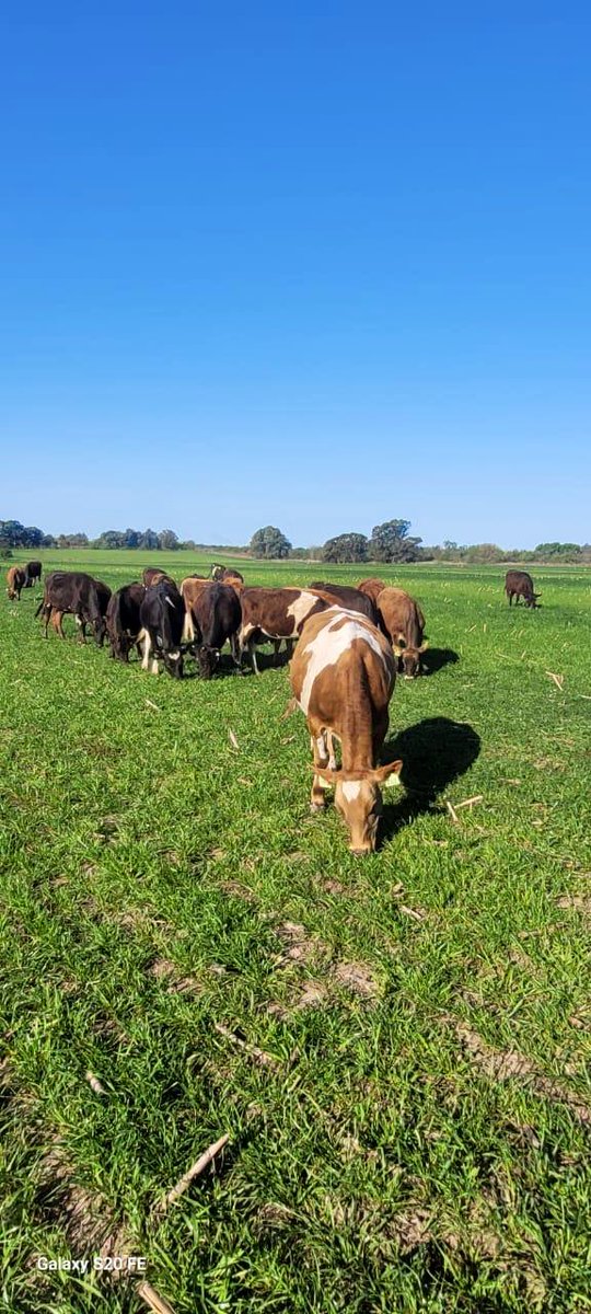 Nutrefeed S.A. tweet media