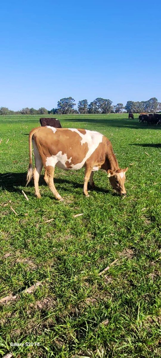 Nutrefeed S.A. tweet media