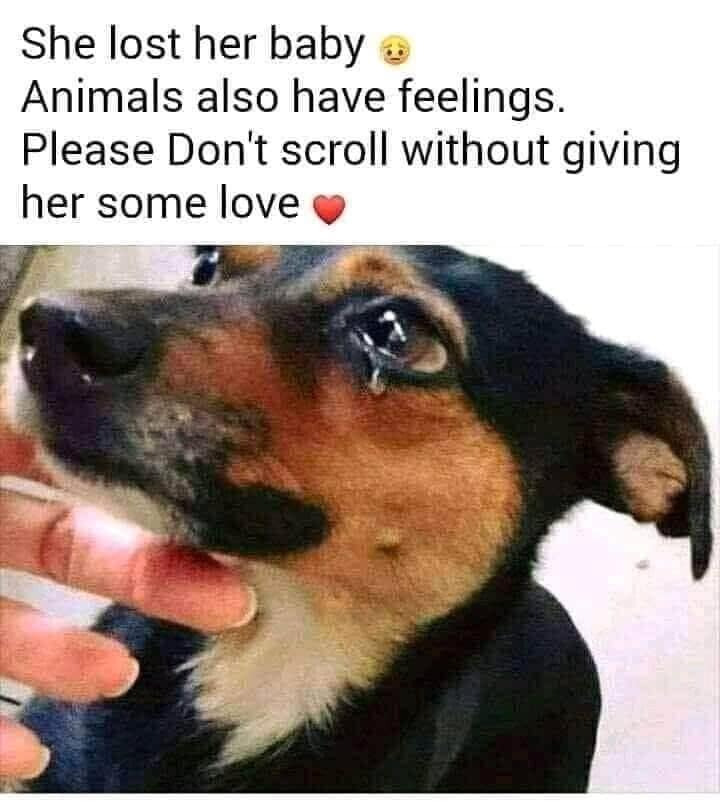 𝕏 Dogs tweet media