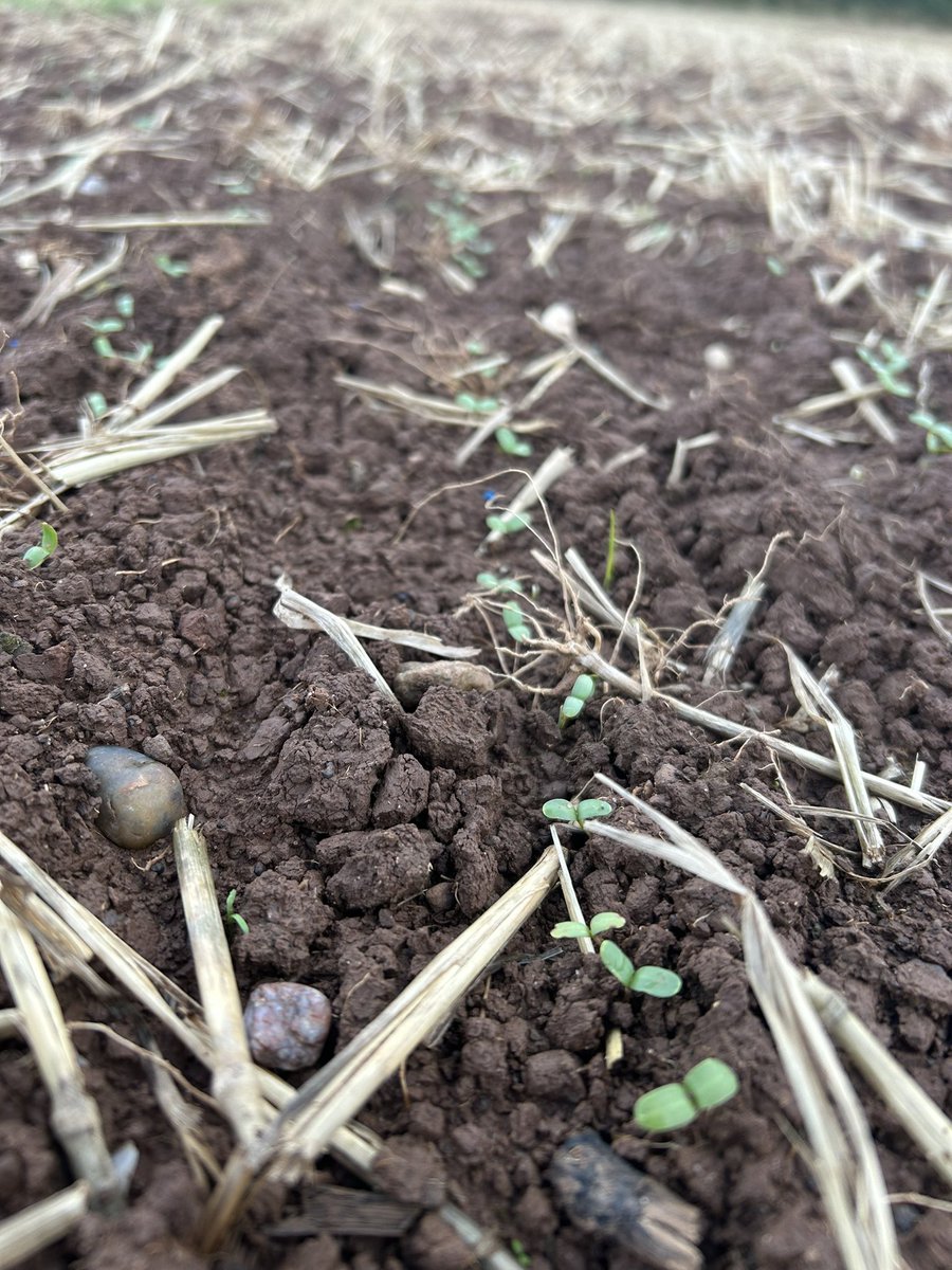 Hannah Foxall tweet media