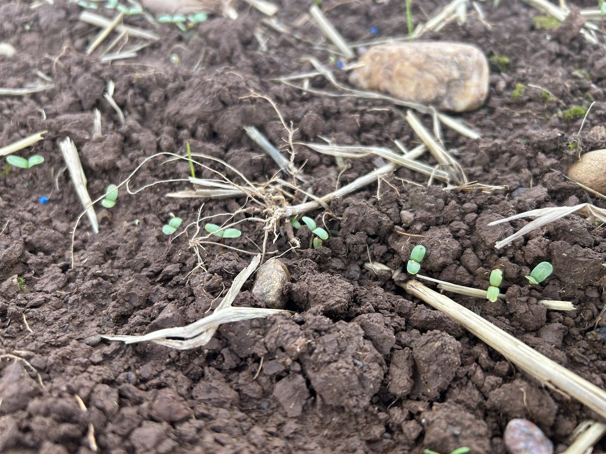 Winter #linseed variety Atilla Harvest 2025 is a go! <a href="/PremiumCrops/">Premium Crops</a>