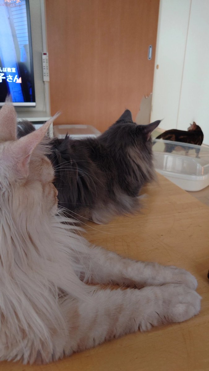 Udarts_33's tweet photo. @bystander_na ねこ3匹後頭部 https://t.co/ZUdeQisx4l
