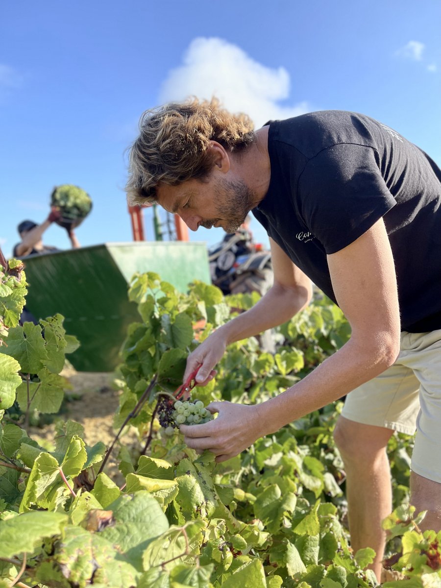 RaventosiBlanc's tweet image. [CAN SUMOI🏡]

This year at #Montmell, we’ve been fortunate with generous rainfall and mild temperatures, which have gifted us with grapes of exceptional quality. 

Meanwhile, in the cellar, we’re hard at work vinifying the 2024 #vintages, ensuring they’re on the way.