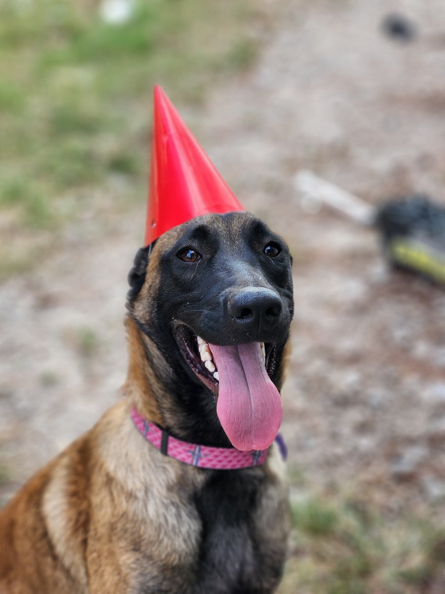 Doggo is now a year old