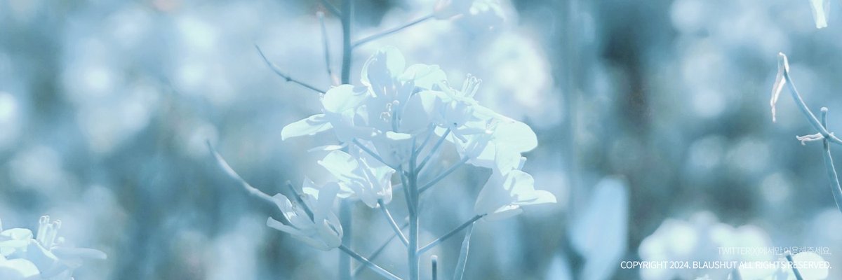 바다 헤더를 배포합니다. 이용료는 알티와 마음으로, 사용 전 아래 공지를 읽어주세요! 💙🌊✨