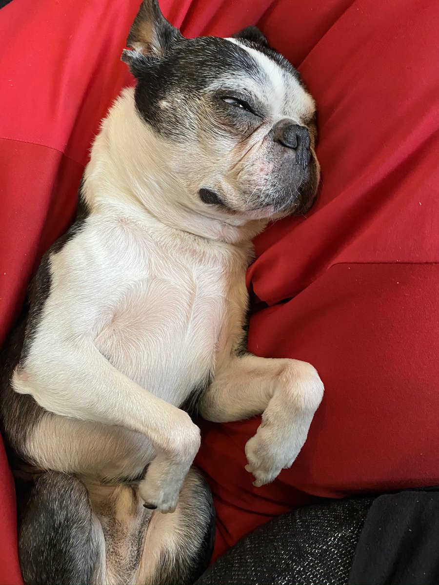 barjmaaaan's tweet photo. @yashi09 駄犬ですが https://t.co/wkUj7EAvK7