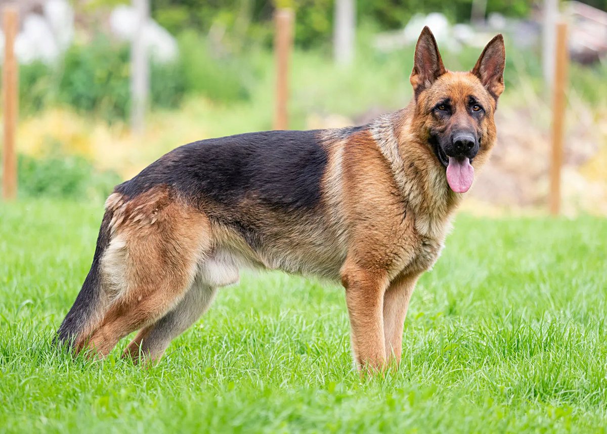 XSaphira2's tweet image. Stryker - Dog (the german sheperd)