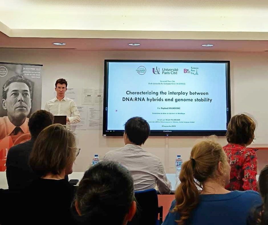 Raphaël Mangione (@raphaelmngn) on Twitter photo 🎓 After 4 years and hundreds of DRIPs, I successfully defended my thesis titled "Characterizing the interplay between DNA:RNA hybrids and genome stability", conducted in the @PalancadeLab🍾✨
The end... or just the beginning!
<a href="/IJMonod/">Institut Jacques Monod</a> <a href="/Bio_SPC/">BioSPC</a> <a href="/univ_paris_cite/">Université Paris Cité</a> 🎓 After 4 years and hundreds of DRIPs, I successfully defended my thesis titled "Characterizing the interplay between DNA:RNA hybrids and genome stability", conducted in the @PalancadeLab🍾✨
The end... or just the beginning!
<a href="/IJMonod/">Institut Jacques Monod</a> <a href="/Bio_SPC/">BioSPC</a> <a href="/univ_paris_cite/">Université Paris Cité</a>