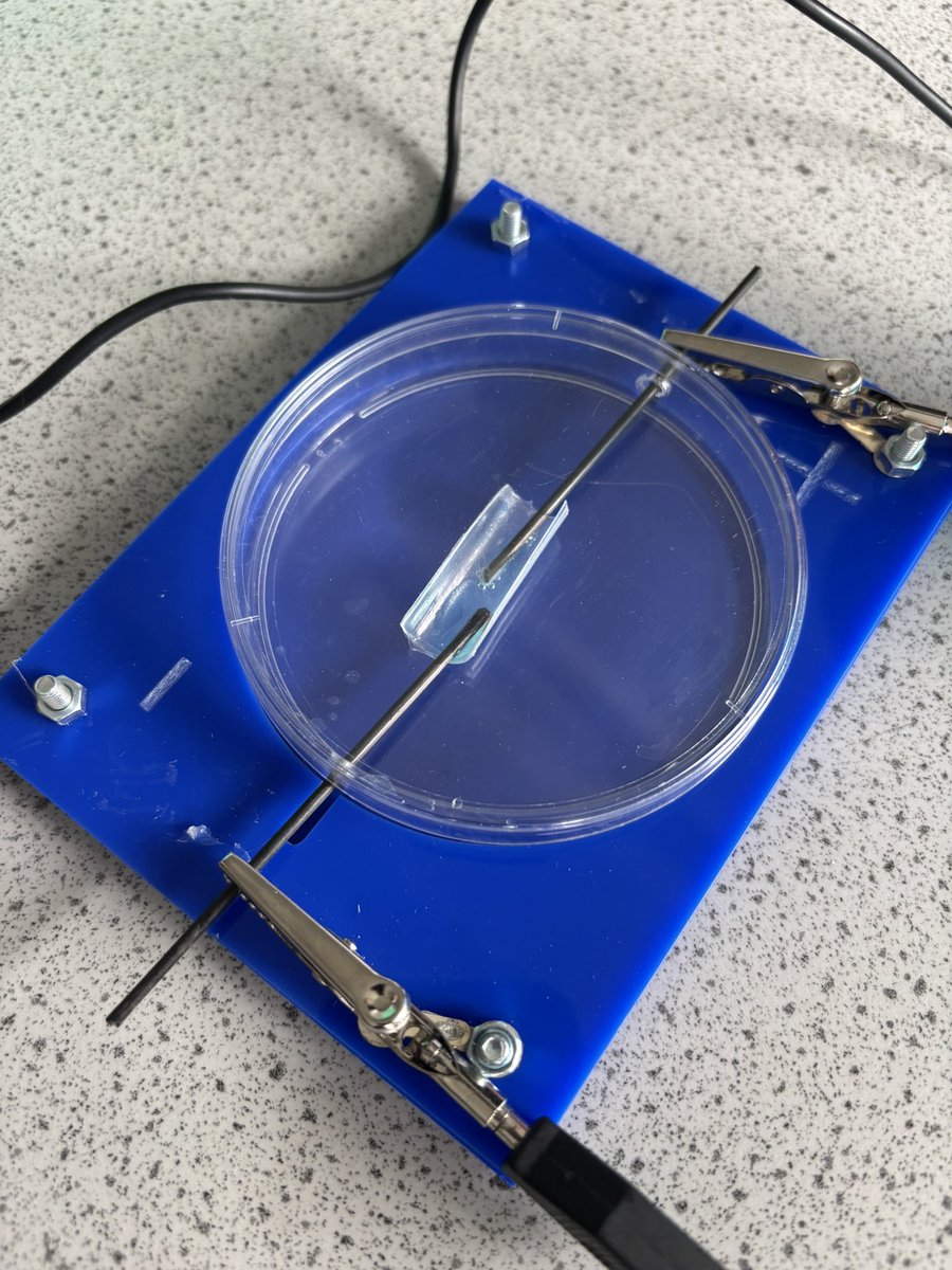 BCAScience (@bcascience) on Twitter photo Microscale electrolysis with <a href="/Y11BCA/">BCA Year 11</a> today! π©βπ¬ <a href="/CLEAPSS/">CLEAPSS π</a> <a href="/FablabWarrBCA/">Fablab Warrington</a> Microscale electrolysis with <a href="/Y11BCA/">BCA Year 11</a> today! π©βπ¬ <a href="/CLEAPSS/">CLEAPSS π</a> <a href="/FablabWarrBCA/">Fablab Warrington</a>