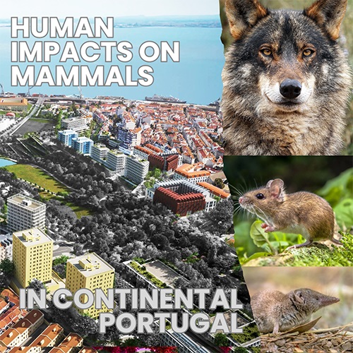 Small_Mammals's tweet photo. Tomorrow @MUHNAC, we are waiting for you!!
Join us @NEI_pt 🧑‍🔬
🐺🦫🐭🐗 
@CESAM_Univ 
@cienciasulisboa 
@CE3CResearch https://t.co/o4s2v4E8bc