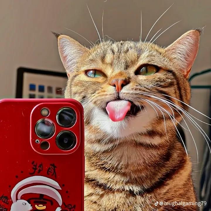 Mr Cat (@Mrcat945) / Posts / X