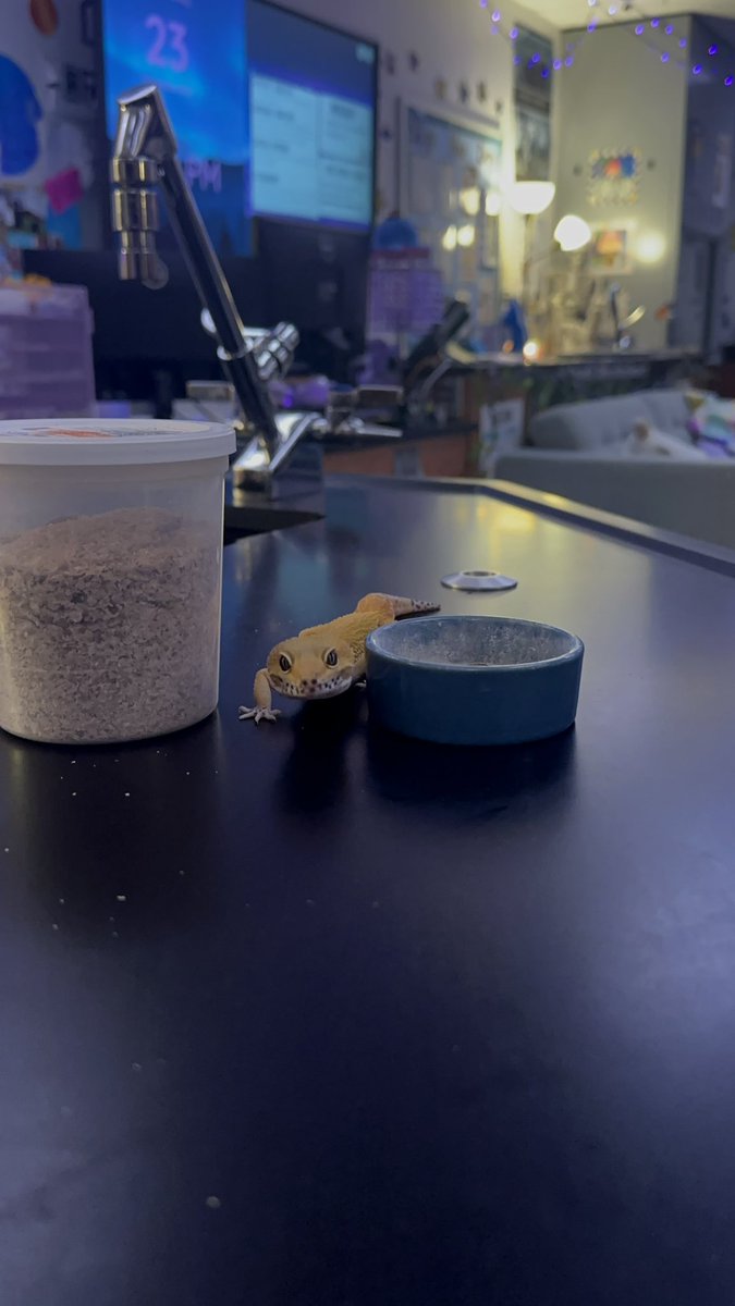 THSScienceDept's tweet photo. Looks like animal planet in Ms Washington’s chem classes 🫣 The class pets, Mango and Jade, took a break from being adorable to help students get their atomic theory projects done! Talk about multitasking!! #RangerPride 🤞🏻😎 https://t.co/YywY8qfqgT