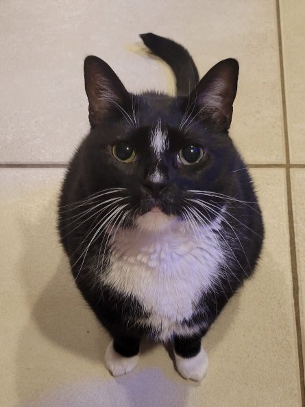 mikep_fit's tweet image. Hi. Got any food for me? #CatsOfTwitter #cats