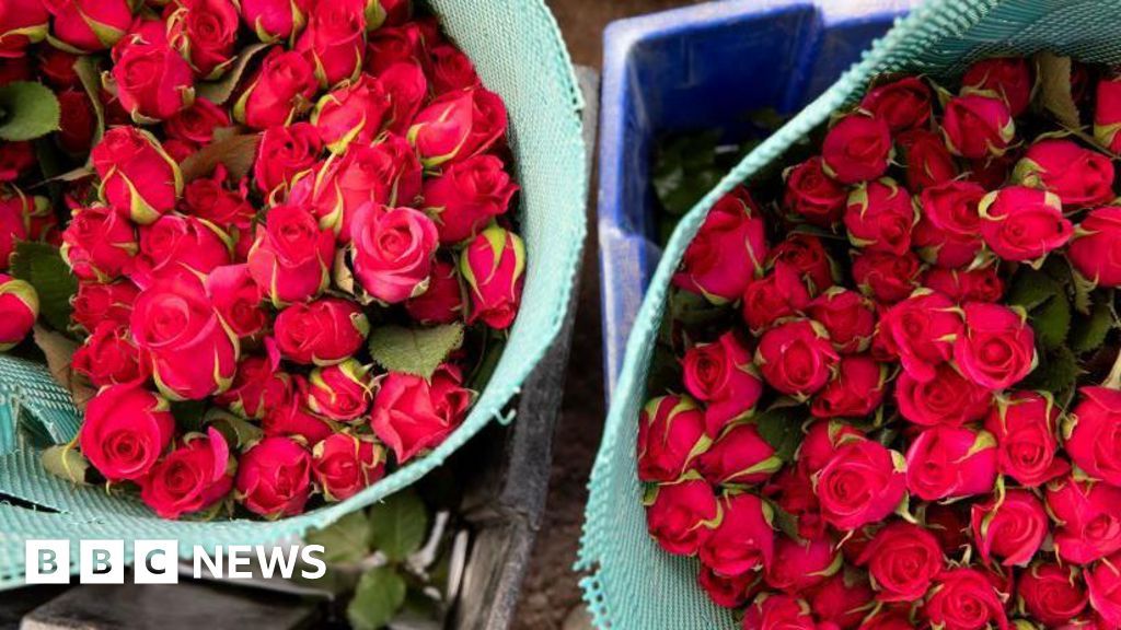 The BBC has published allegations of low wages, unpaid overtime and sexual harassment at cut flower farms in Kenya, highlighting the many reasons why we continue to work on improving the rights of women working in flower farms buff.ly/4doEnlM
