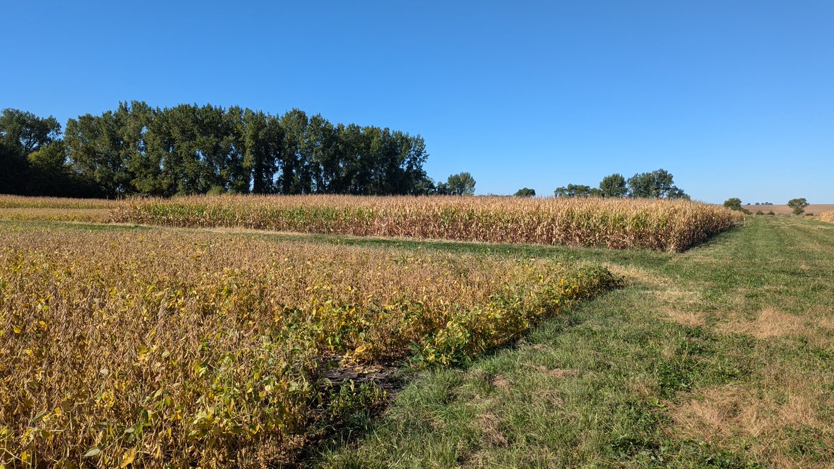Beautiful day in Wells, MN.  Installed weather station and crops are almost ready to be harvested.