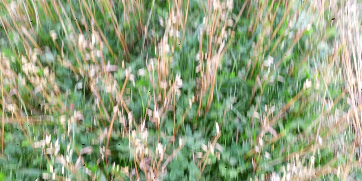 DouglasChristi9's tweet photo. #relaycropping undersown herbal ley to oats. Stripper header used. https://t.co/HRMIhhv3nT