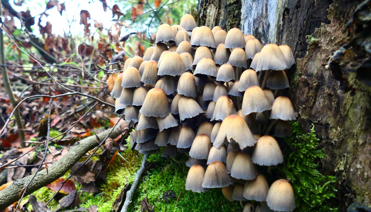 HarryWolbers's tweet photo. Best al veel paddenstoelen in het bos :Porseleinzwam, Bundelchloormycena , Glimmerinktzwam , Grote bloedsteelmycena. #paddenstoelen @staatsbosbeheer #springendal https://t.co/q8jJO7gk05