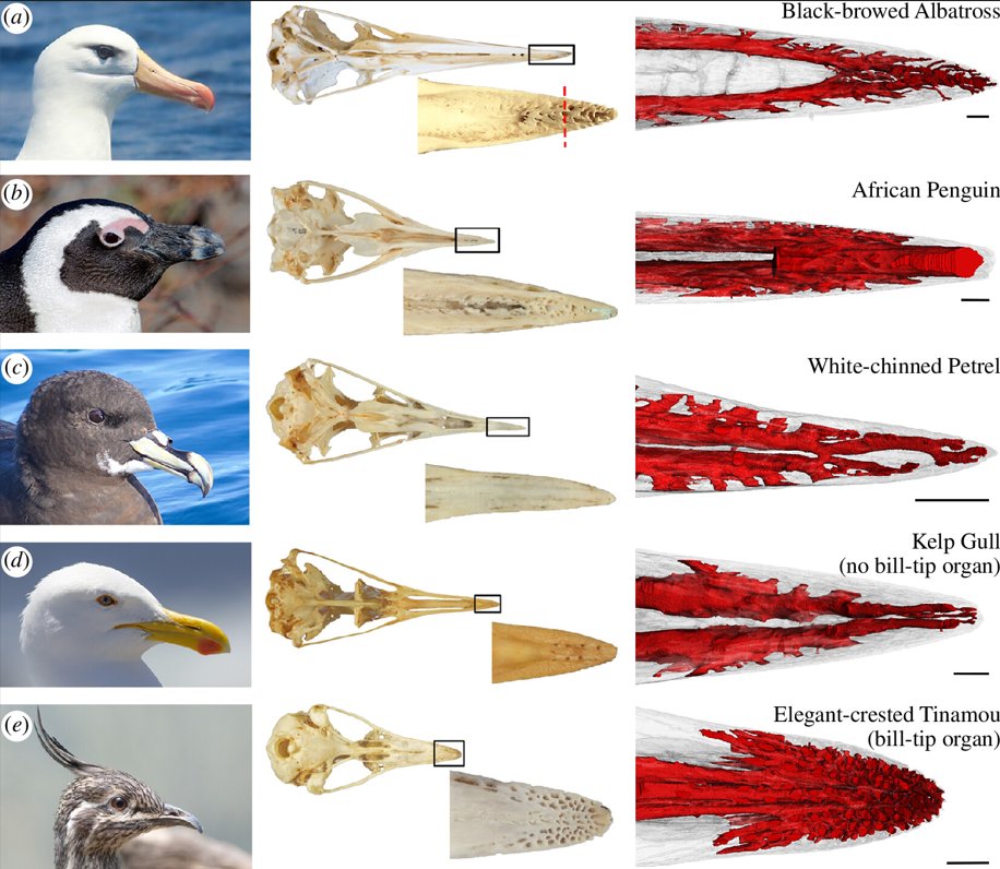 Bird bills can have a delicate sense of touch - Alex Bond @TheLabAndField <a href="/sjportugal1979/">Steve Portugal</a> &amp; al. look at which groups have these organs and what their origins might have been doi.org/10.1098/rsbl.2…