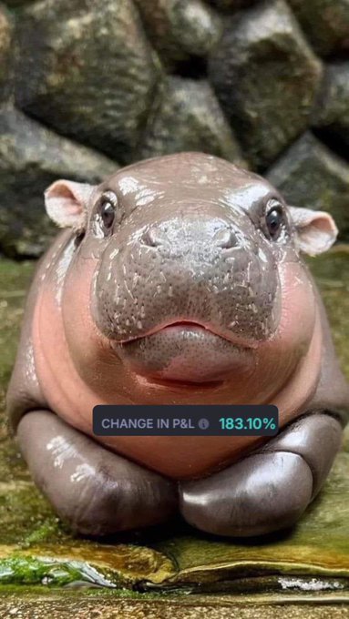 My only regret is that I should’ve put more in Moodeng . https://t.co/TfiCc2wNaU