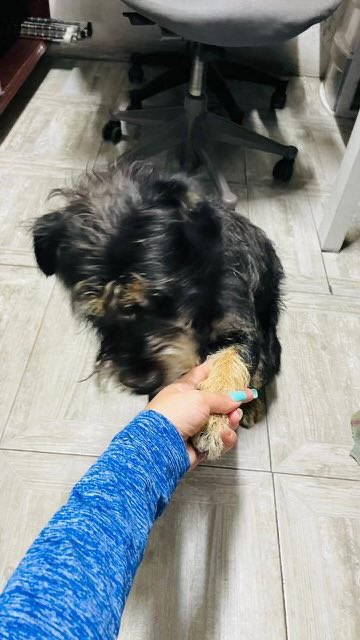 Querida Familia,

<a href="/mrlescam/">Mauricio Lara</a> nos pide apoyo con mucha urgencia para el perrito Fede, donde está no lo quieren y no queremos que le hagan daño, buscamos hogar temporal o definitivo por favor 🙏 es talla chica-mediana, es muy lindo, no da lata y da la patita 🥹 ayúdenos por favor