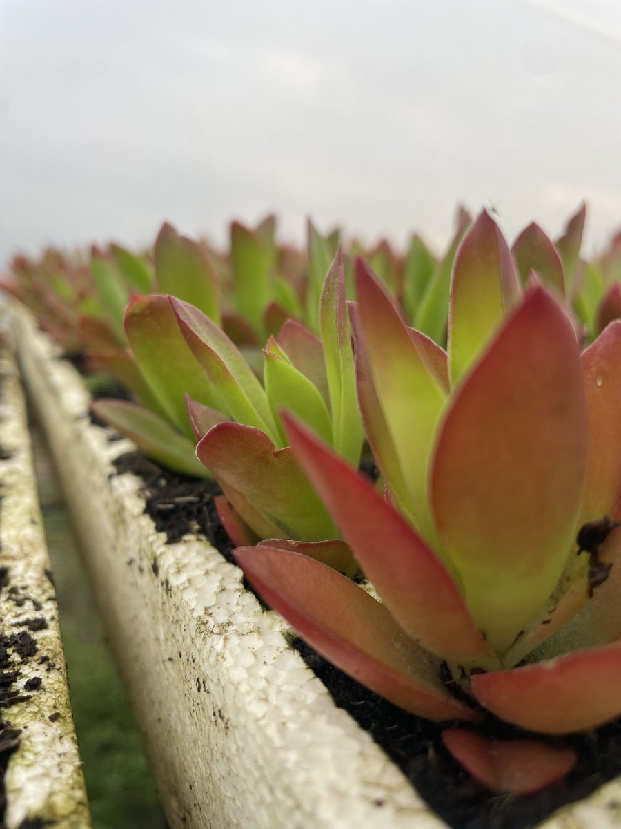 We 💚 Growing 

#growninmakhanda #respectthesoil