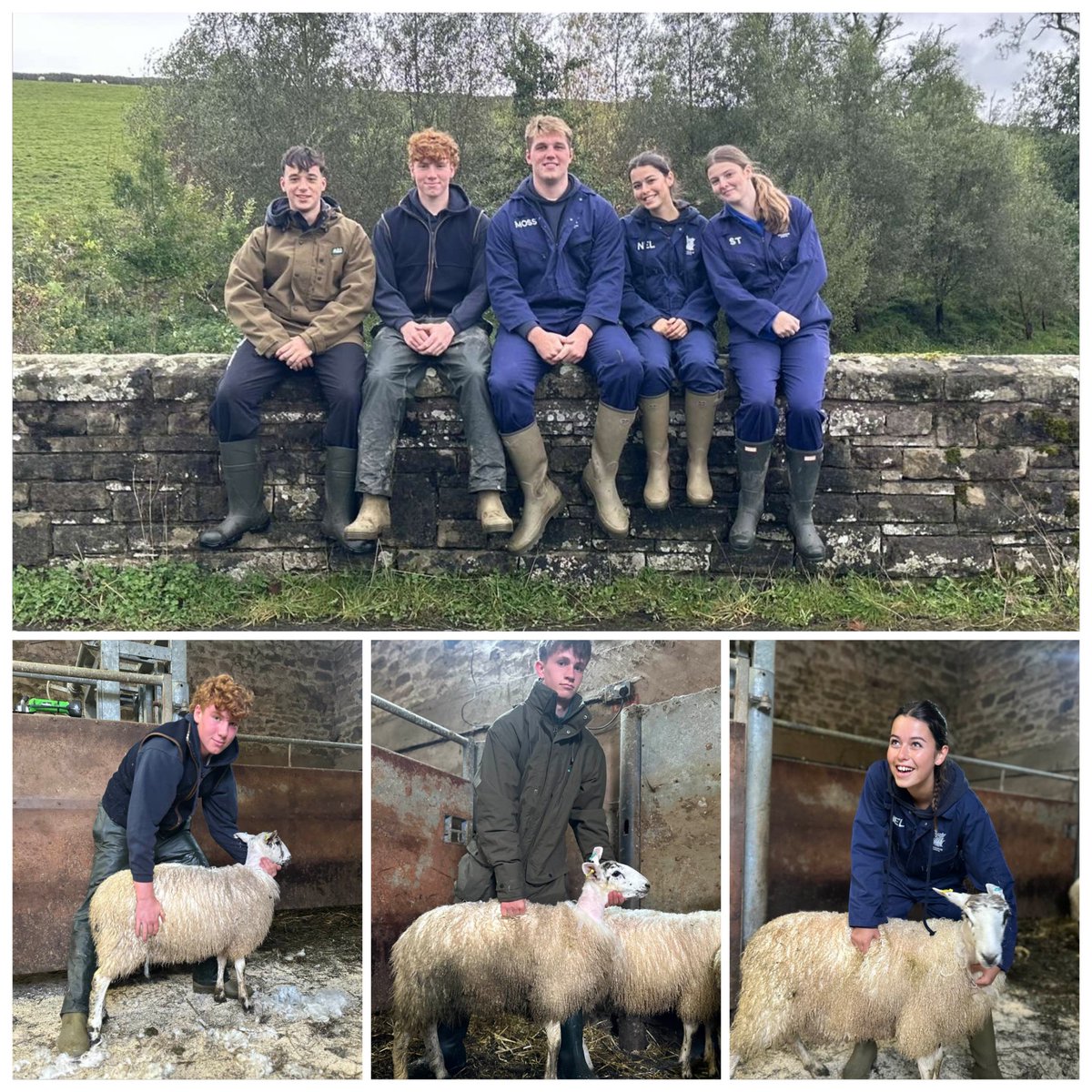 Another busy day on the farm. Pupils in Year 13 had their first go at "dressing" mules. Not quite perfection, but a wonderful effort!