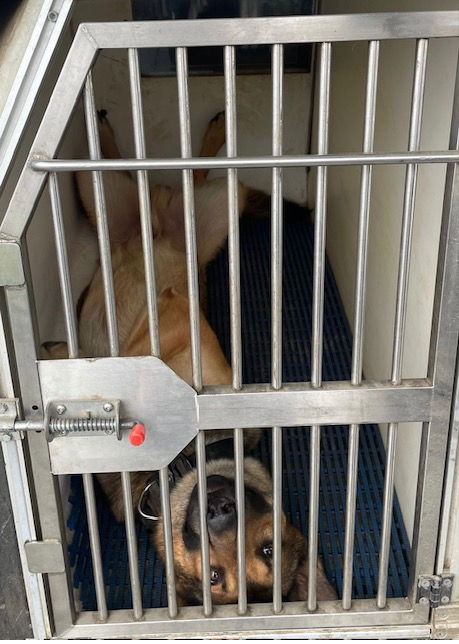 PD FRISKO is all ears at the firearms briefing! Don't be fooled by his puppy charms PD FRISKO needs a round of 'aapaws' as he is the youngest dog in the section but already a proven police dog! Taking blows to his head whilst detaining a violent offender!🤩