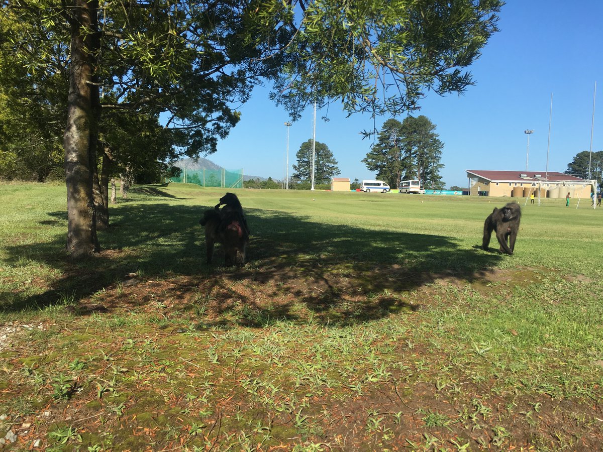 Integrating mammal occurrence data from camera traps &amp; an online survey in the Garden Route Biosphere Reserve reveals that specific life history traits were selected in anthropogenic landscapes 📸

This has direct implications for land-use planning! 📑

🔗 bit.ly/4gDhyxs